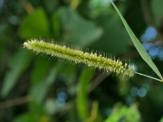 Fototapeta premium green caterpillar on a branch