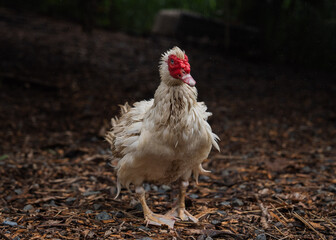 farm animals at an animal sanctuary in Hawaii enjoy their day in a healthy environment. Featured animals: goat, sheep, turkey, ducks, pigs, chicken, rooster, hen. all in a healthy enviroments