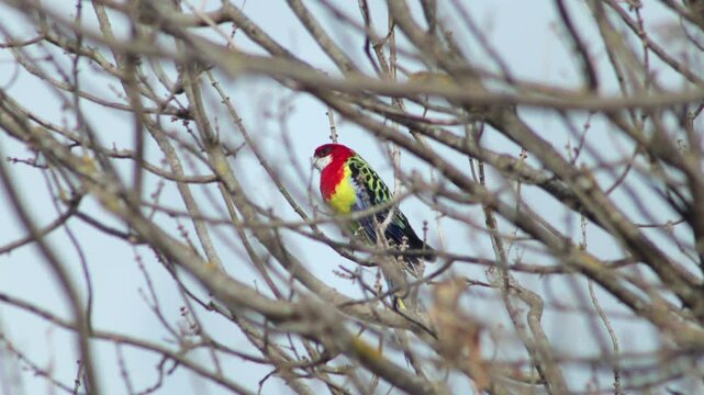 Eastern Rosella Bird Perched On Bare Tree Branch Looking Around Winter Windy Day Australia Gippsland Victoria Maffra