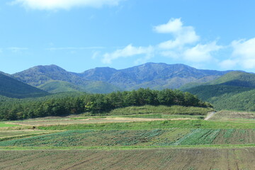 群馬のキャベツ畑
