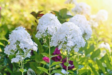 Beautiful white phlox paniculata blooming int the summer garden.