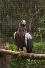 Eagle on a stick