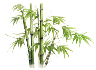 Obraz premium PNG Chinese bamboo plant white background freshness.