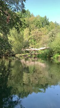 River flows in the wild. Beautiful view of nature, river and plants.