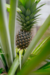 Fototapeta premium Pineapple tropical fruit growing in a plantation field in Indonesia.