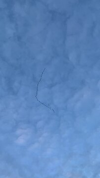 Seasonal bird migration. A flock of birds flies across the blue sky.
