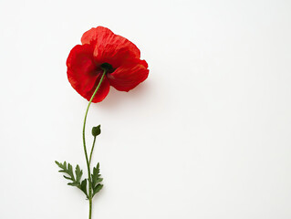 red poppy flower