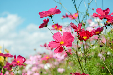 コスモスと青空	