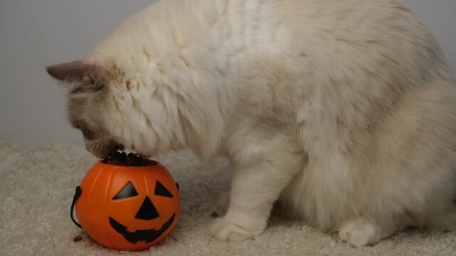 A white cat eats dry food from a bowl in the shape of a Halloween pumpkin.