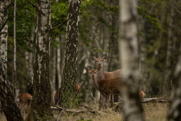 Red deer during rutting time. Herd of deer in the birch forest. European nature during autumn time. 