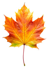 Orange maple leaf with an autumn mood on a transparent background.
