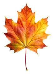 Orange maple leaf with an autumn mood on a transparent background.

