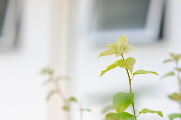 close-up of a small green plant with several leaves. The focus on the plant highlights its details, while the blurred background suggests an indoor setting with a window and possibly white curtains.