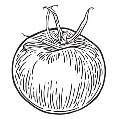 Tomato. Two Tomato hand drawn ink sketch clip art. Fresh vegetable food in engraving style. Black and white vector illustration