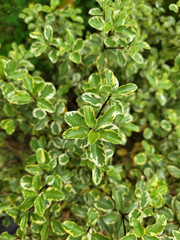 Close up of a green plant background