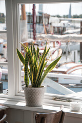 Potted Snake Plant by the Window next to the marina in the Hamptons 