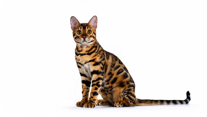 Fototapeta premium Toyger cat sitting on white background.