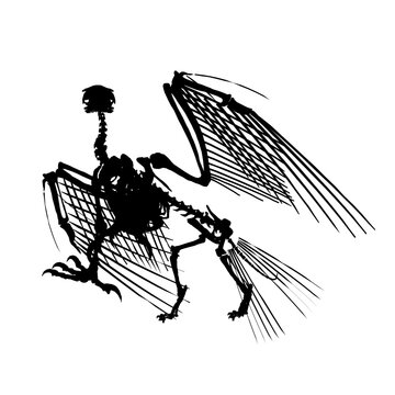 recommend clip art: Vector antique engraving drawing illustration of silhouette bird skeleton isolated on white background. Detailed silhouette of the skeleton of an ancient bird.