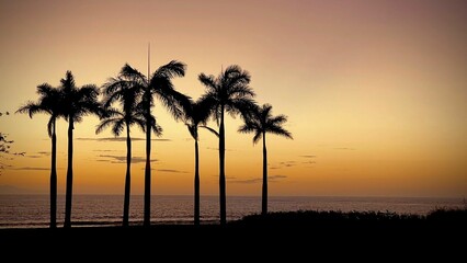 Palm trees silhouetted by a vibrant sunset over the ocean.