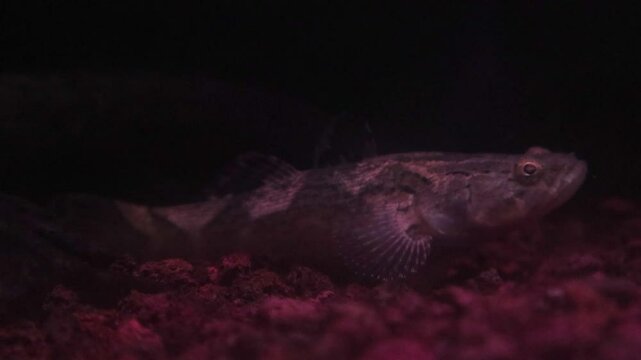 Oxyeleotris marmorata known as soon hock or asian marble goby