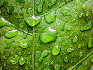 Close-up of fresh young spring green leaf highlighted reveal green leaf texture sprinkled with...