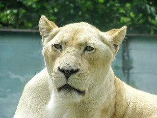 Fototapeta premium The white lioness at the zoo during the summer