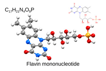 Structure of flavin mononucleotide. Chemical formula, skeletal formula, and 3D ball-and-stick model