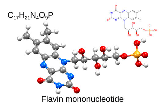 Structure of flavin mononucleotide. Chemical formula, skeletal formula, and 3D ball-and-stick model