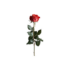 Fototapeta premium red rose isolated on white