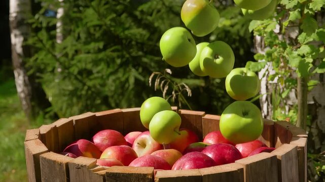 Ripe delicious green apples are falling into the wooden barell outdoors. High quality 4k footage