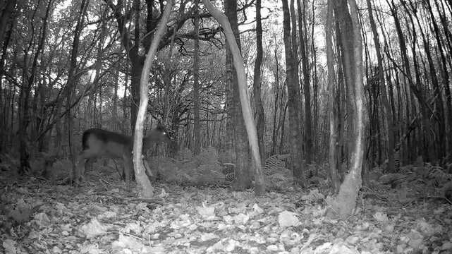 Night vision trail camera footage of a deer in an English woodland at night