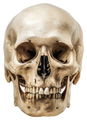 Obraz premium PNG Skull white background anthropology sculpture.