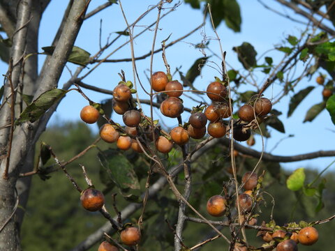Date-plum tree fruit grows in the fall