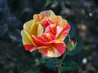 Kordes rose with yellow and red petals.