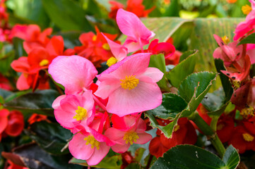 This plant is called Wax Begonia. It is often considered a shade plant, but most varieties today...