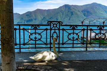 Promenade of Lugano with the beautiful scenery of lake Lugano, canton of Ticino, Switzerland