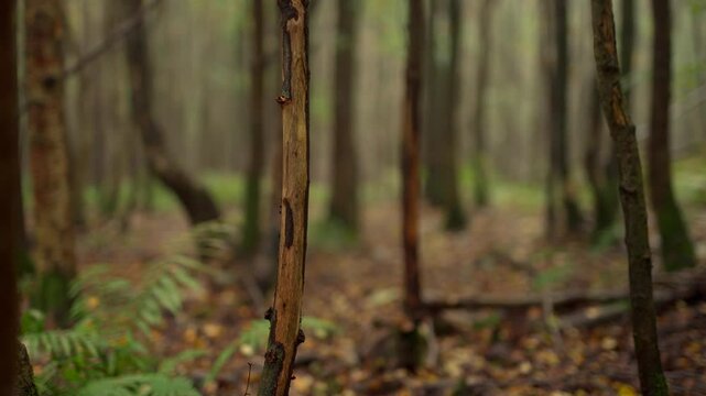 Woodland trees with deer damage to the bark, where they have used their antlers