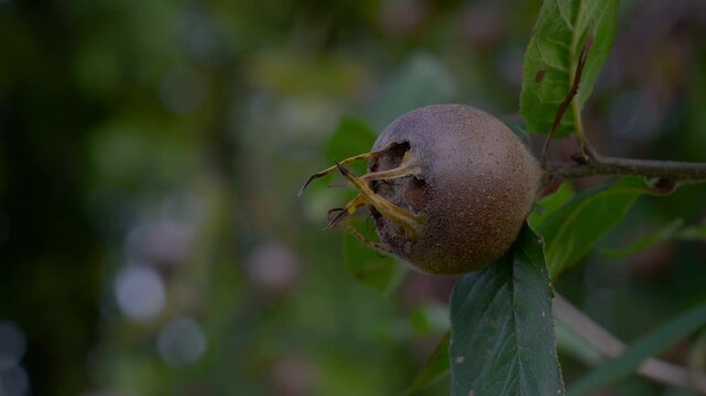 Medlar in natural ambient, picking (Mespilus germanica) - (4K)