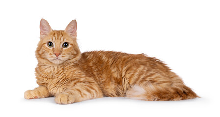 Young red house cat, laying down side ways. Looking straight to camera. Isolated on a white background. © Nynke