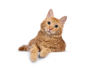 Young red house cat, laying down facing front with paws over edge. Looking straight to camera. Isolated on a white background.