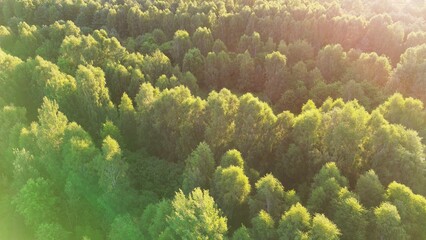 Aerial perspective of lush forest canopy