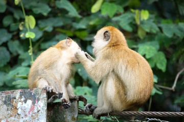 Obraz premium Long tailed Macaque family grooming each other in Penang Hill Malaysia.Macaca fascicularisThe crab-eating macaque, also known as the long-tailed macaque or cynomolgus macaque,