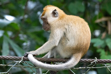 Long tailed Macaque family grooming each other in Penang Hill Malaysia. 

Macaca fascicularis

The crab-eating macaque, also known as the long-tailed macaque or cynomolgus macaque,