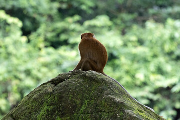 Long tailed Macaque looking out into the distance

Macaca fascicularis

The crab-eating macaque, also known as the long-tailed macaque or cynomolgus macaque,