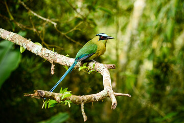 Naklejka premium Momotus bird on a stick in nature on sunny day. Exotic birds, ANDEAN BARRANQUERO Scientific name: Momotus momota, monogomous birds.
