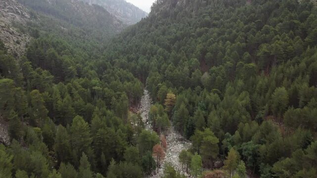 Flyover aerial shot of Restonica valley forest near Corte, Corsica, tilt up reveal