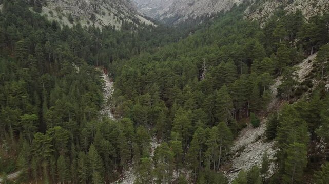Restonica Valley near Corte in Corsica, flyover tall pine trees, France, aerial