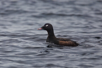 White-winged Scoter duck on calm sea water