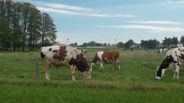 Aggressive bull menacingly digs the ground with its hoof. A herd of dairy cows graze in a pasture behind an electric fence. The alpha male jealously protects his females. Grazing livestock on the farm