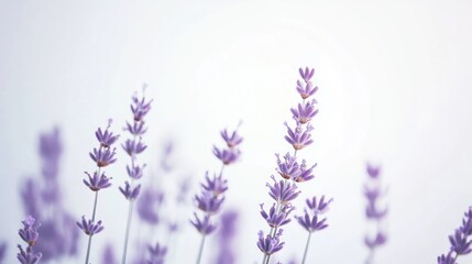 Obraz premium Lavender Blossoms Against a Soft Sky